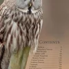 A Birdwatcher’s Guide to Norway | Rejseguide