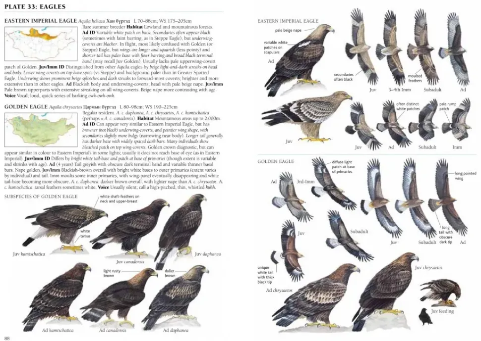 A Field Guide to the Birds of Mongolia | Bog