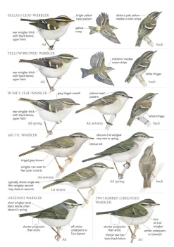 A Field Guide to the Birds of Mongolia | Bog