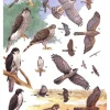 African Raptors | Bog
