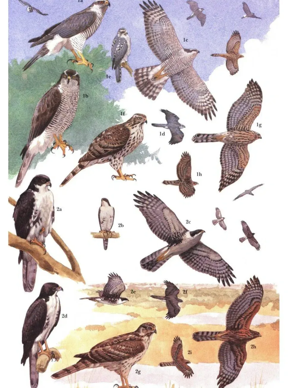 African Raptors | Bog