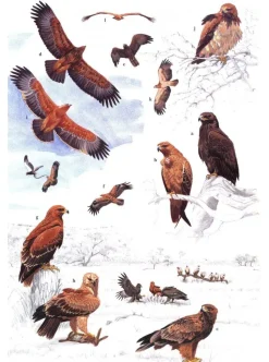 African Raptors | Bog
