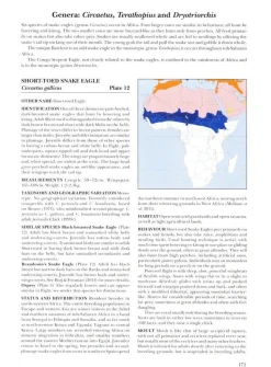 African Raptors | Bog