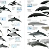 All the Mammals of the World | Bog