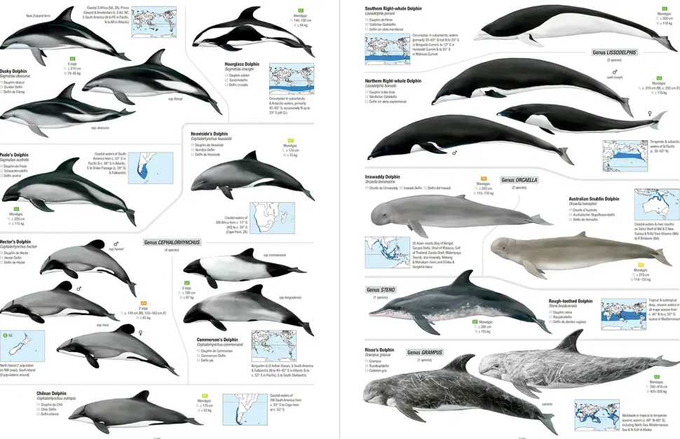 All the Mammals of the World | Bog
