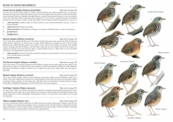 Antpittas and Gnateaters | Bog
