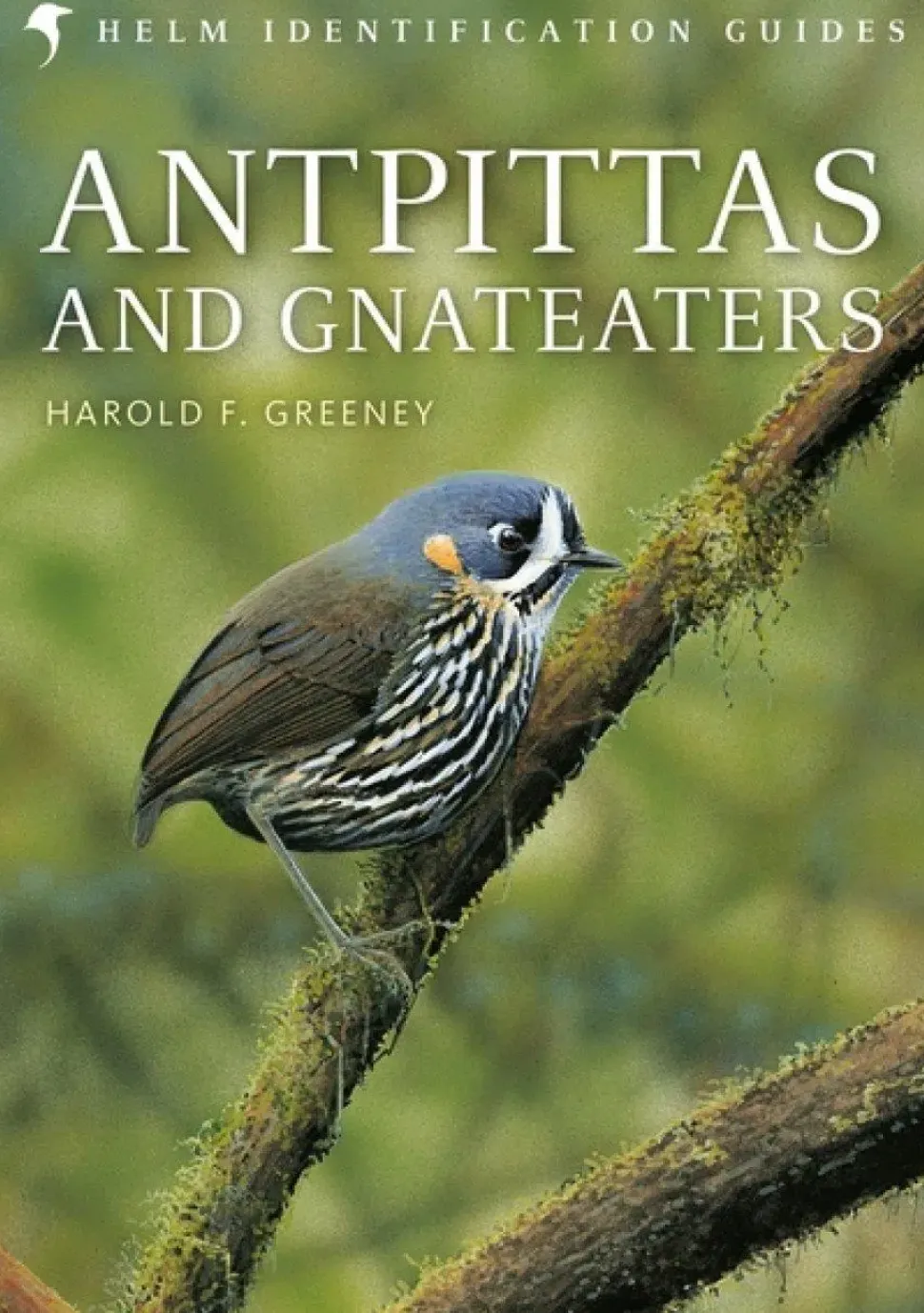Antpittas and Gnateaters | Bog
