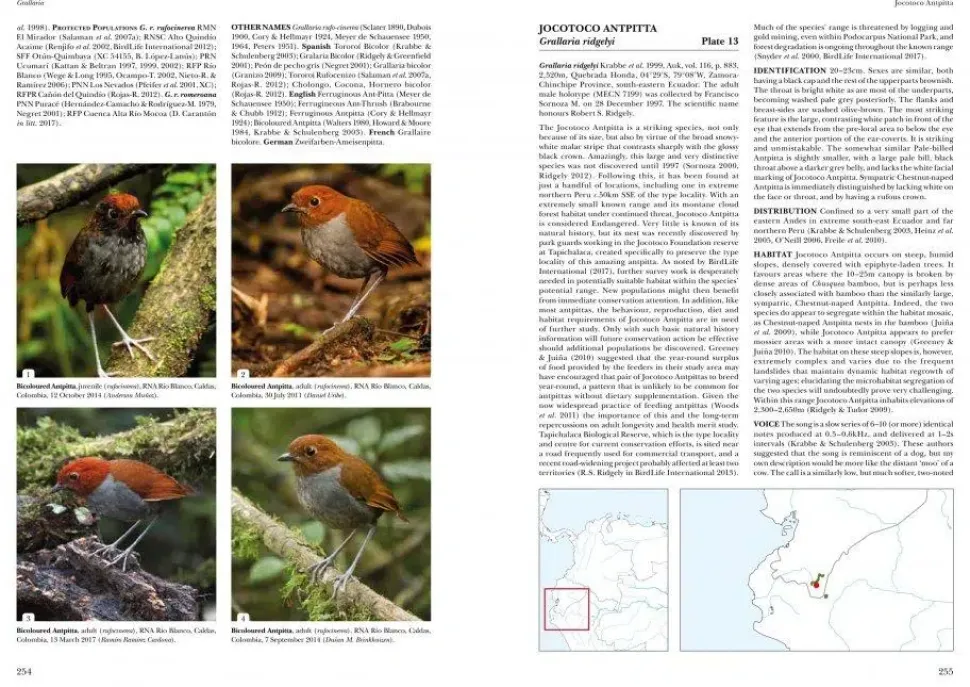 Antpittas and Gnateaters | Bog