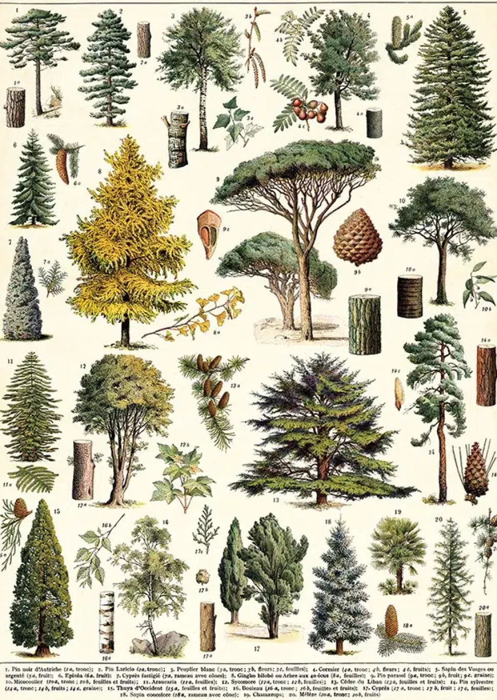 Arboretum plakat