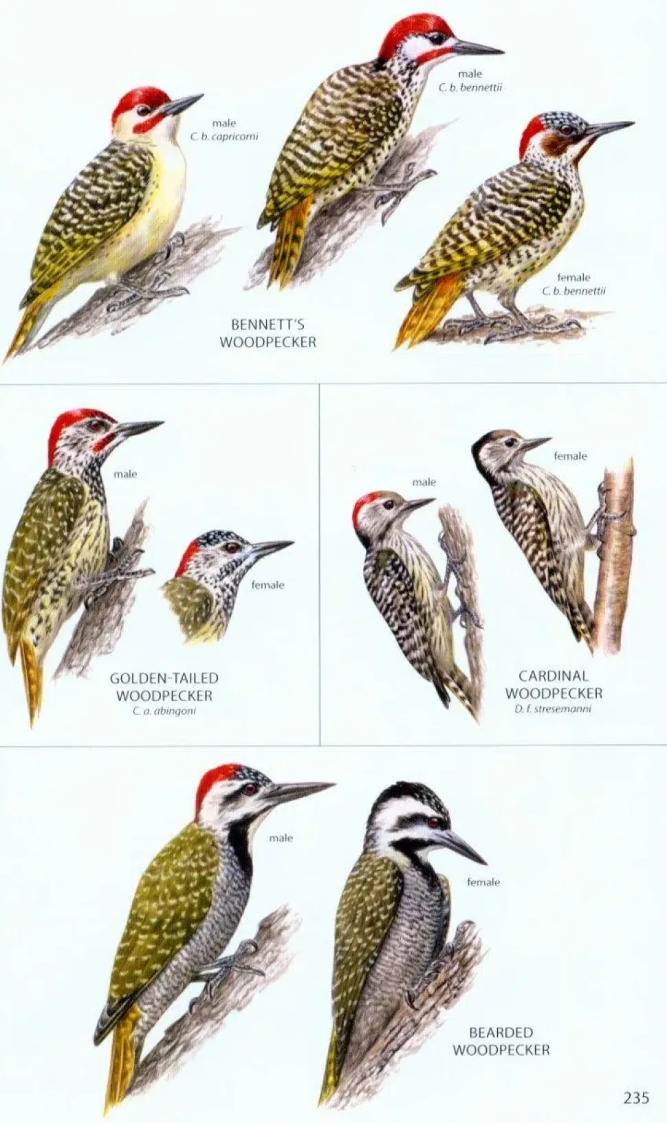 Birds of Botswana | Bog