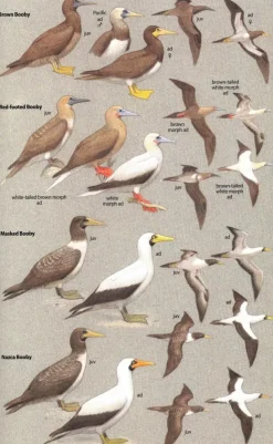 Birds of Central America | Bog