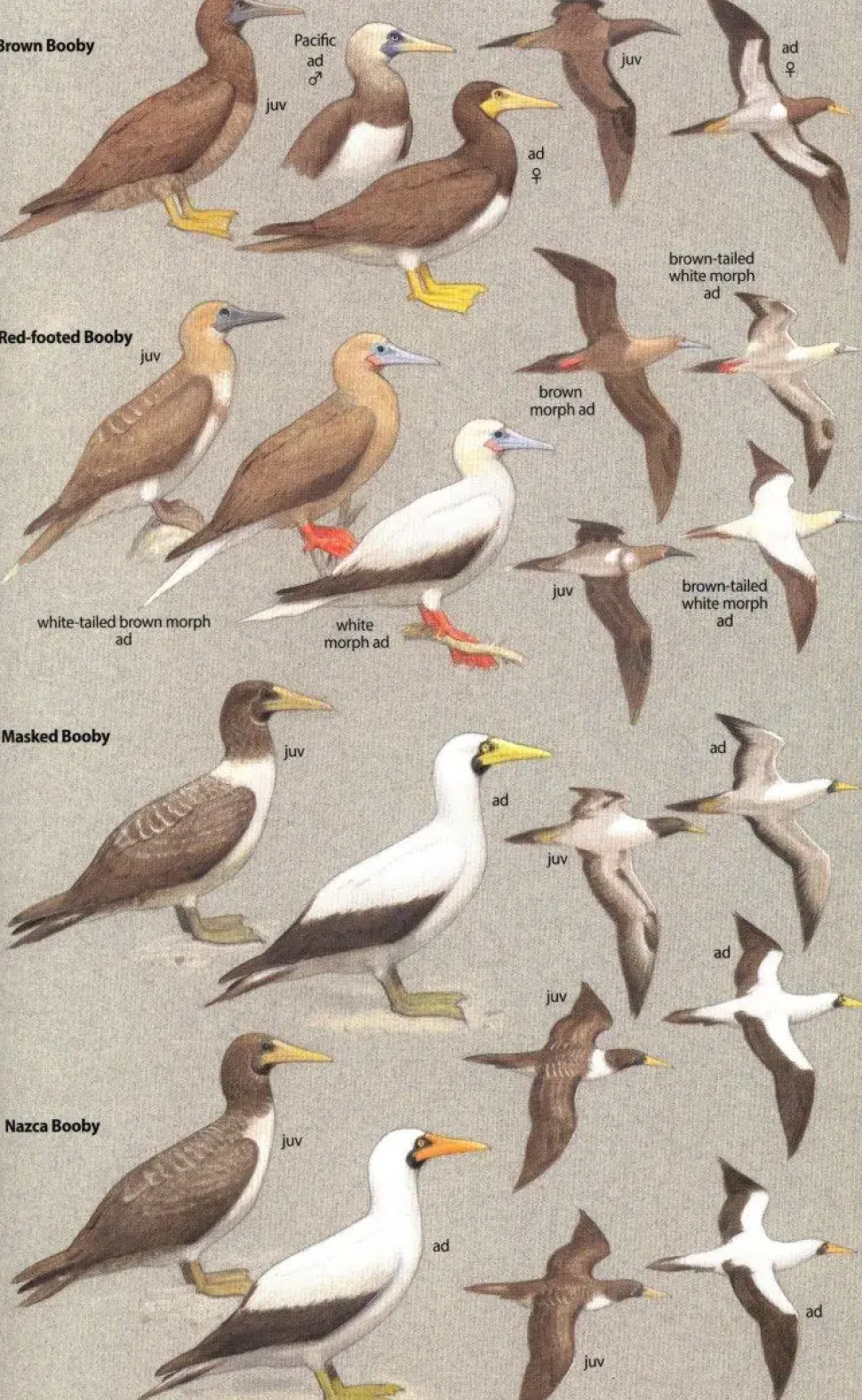 Birds of Central America | Bog