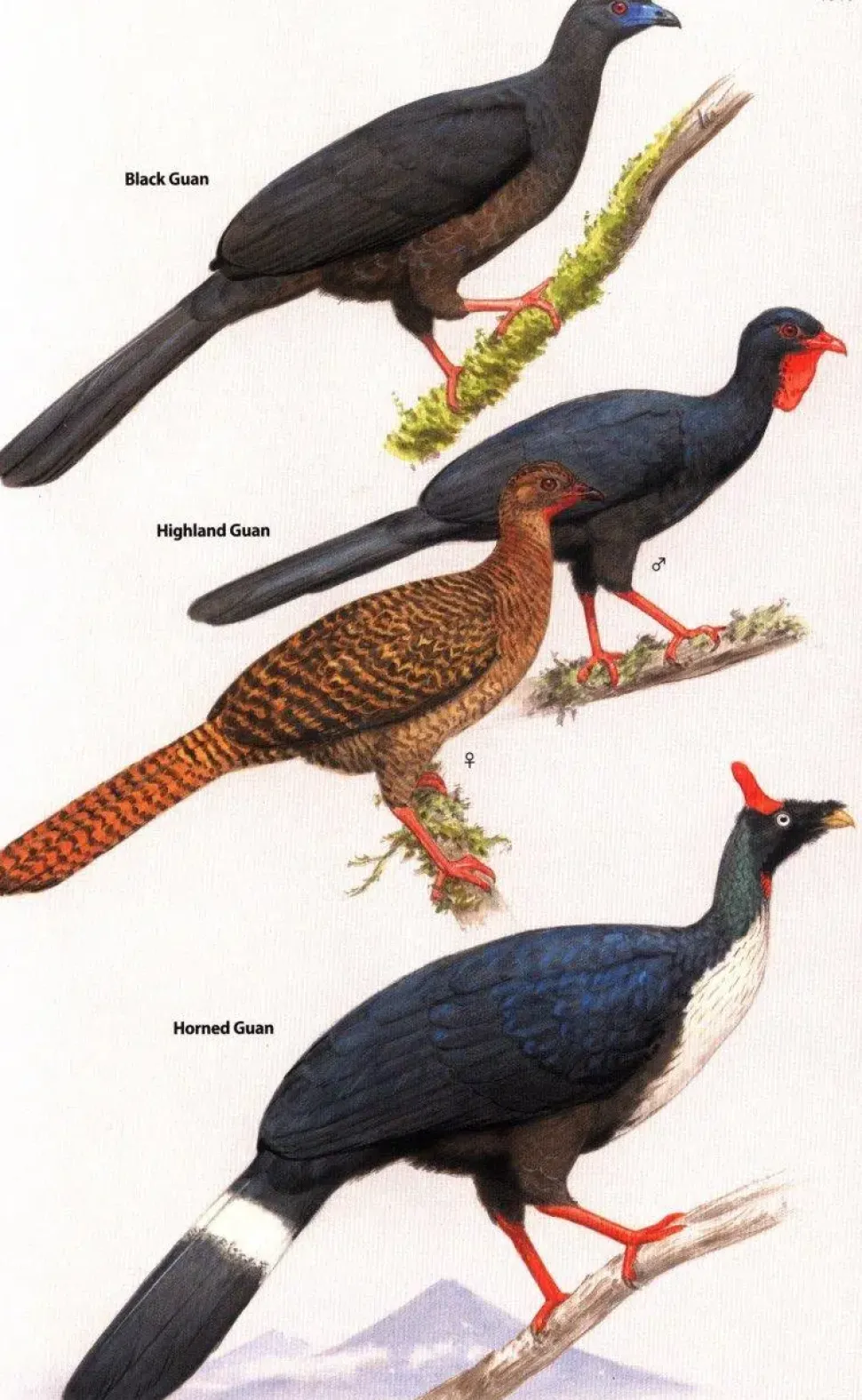 Birds of Central America | Bog