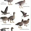 Birds of Central Asia | Bog