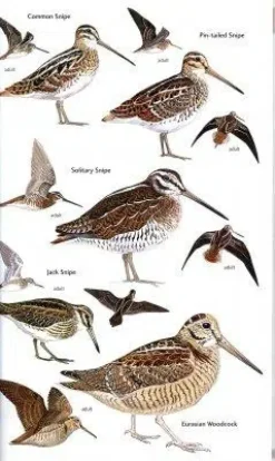 Birds of Central Asia | Bog