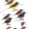 Birds of Ghana | Bog