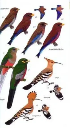 Birds of Ghana | Bog