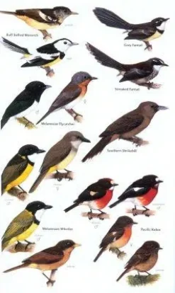 Birds of Melanesia | Bog
