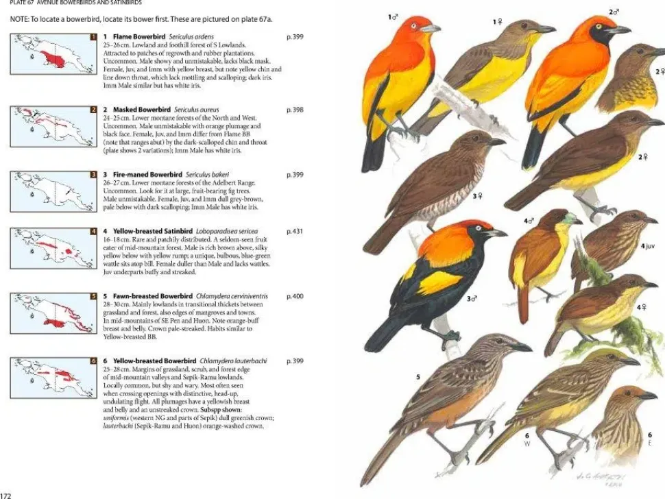Birds of New Guinea – 2. udgave | Bog