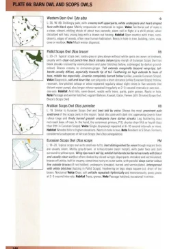 Birds of Oman | Bog