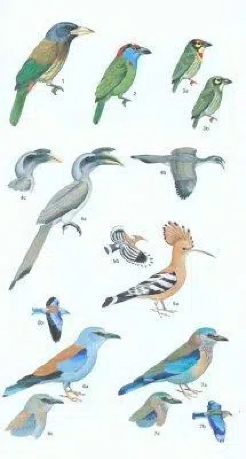 Birds of Pakistan | Bog
