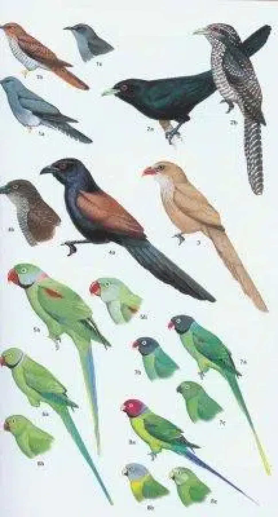Birds of Pakistan | Bog