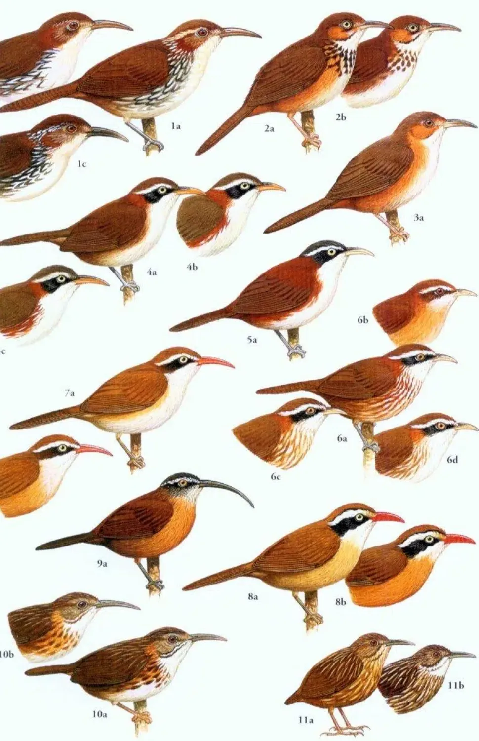 Birds of Southeast Asia – kompakt udgave | Bog