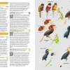 Birds of the Philippines | Bog