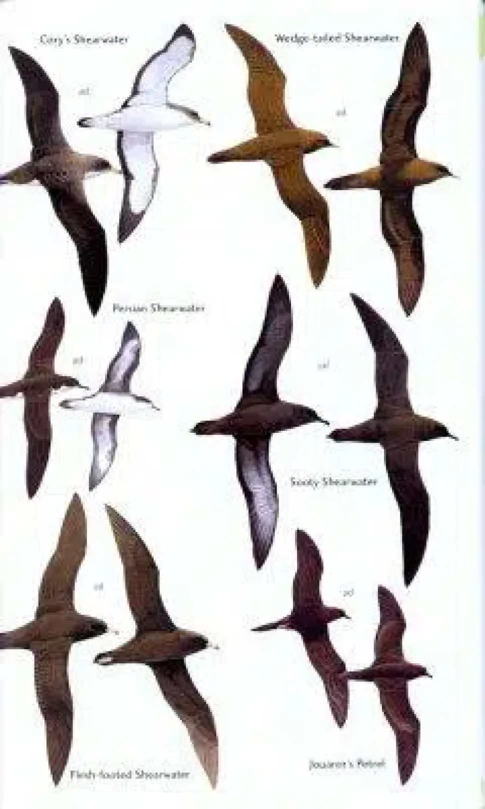 Birds of the United Arab Emirates | Bog