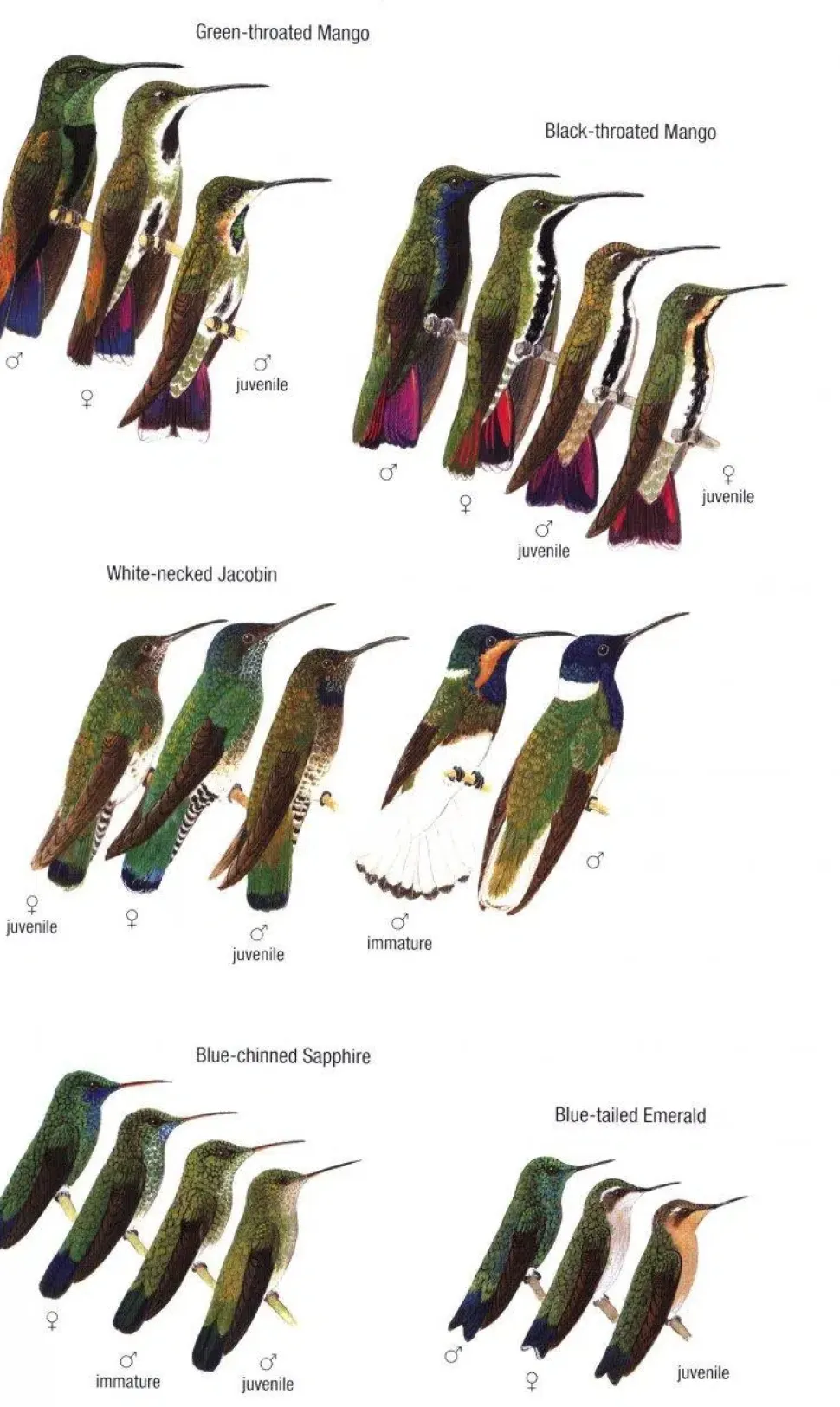 Birds of Trinidad and Tobago – 3. udgave | Bog