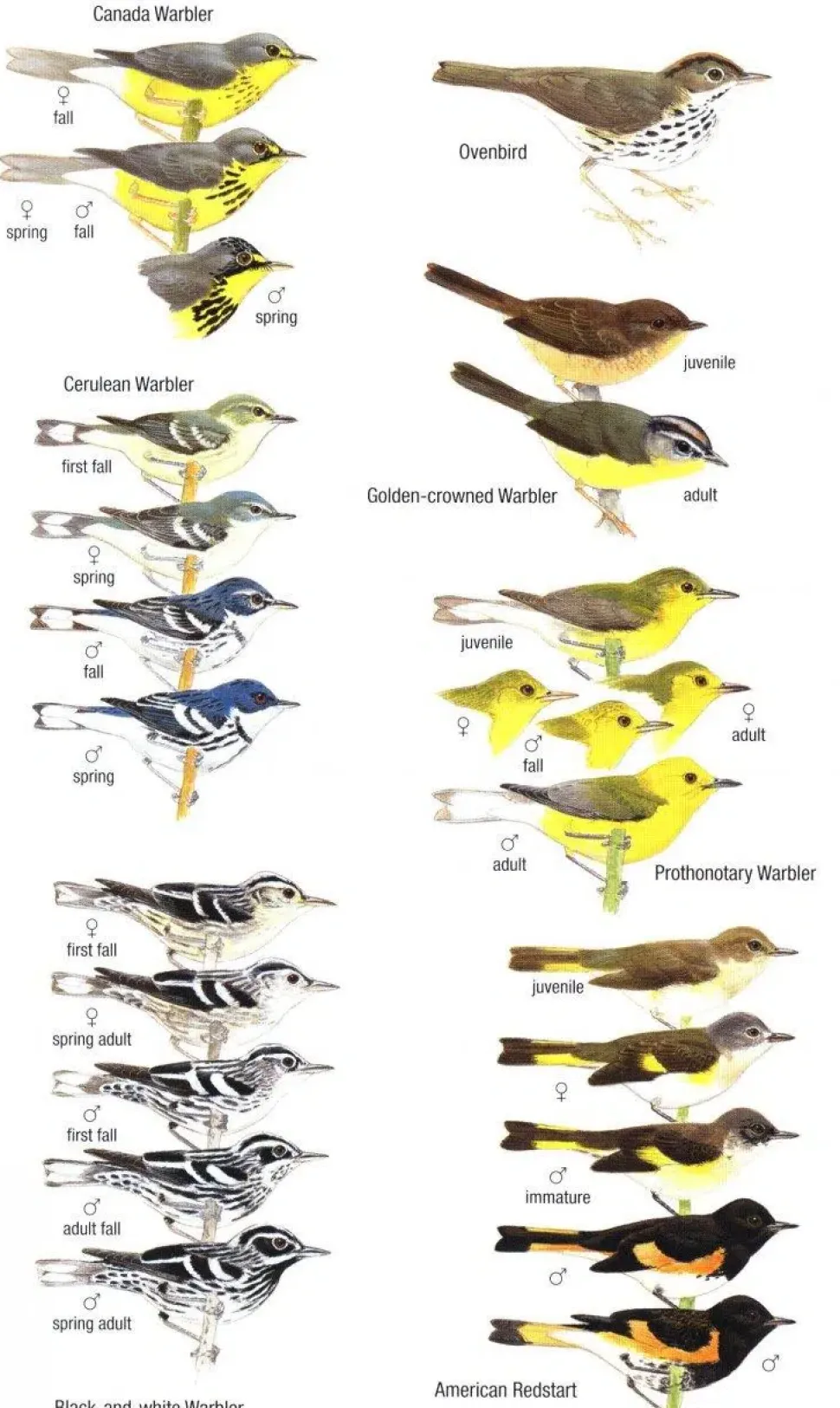 Birds of Trinidad and Tobago – 3. udgave | Bog