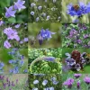 Birk Native Seeds blå og lilla insektmagneter // frøblanding