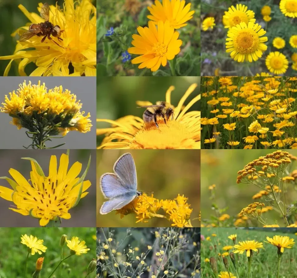 Birk Native Seeds Gule insektmagneter // frøblanding