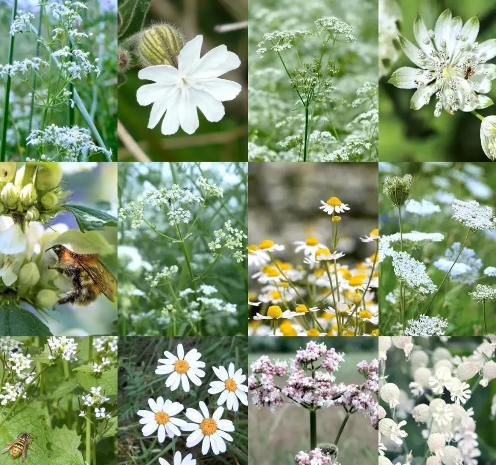 Birk Native Seeds Hvide insektmagneter // frøblanding
