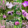 Birk Native Seeds Rosa og pink insektmagneter // frøblanding