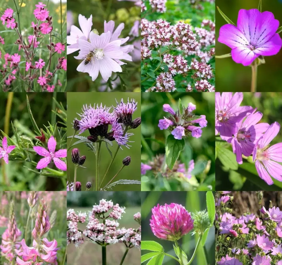 Birk Native Seeds Rosa og pink insektmagneter // frøblanding