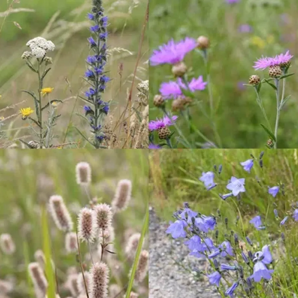Birk Native Seeds Sommerhusblomster – til sandet, mager og kalkfattig jord // frøblanding