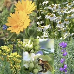 Birk Native Seeds Spiselig Vild Altan // frøblanding