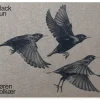 Black Sun af Søren Solkær | Bog