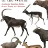 Bovids of the World | Bog