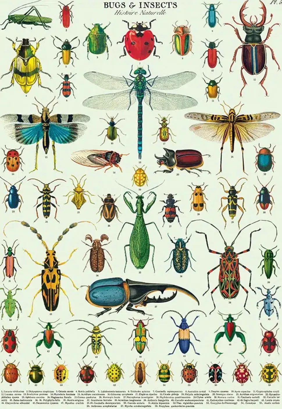 Bugs & Insects plakat