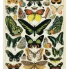 Butterflies stor plakat