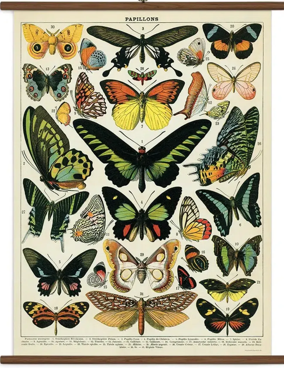 Butterflies stor plakat