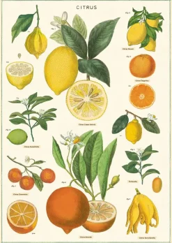 Citrus plakat