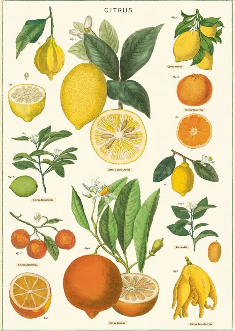Citrus plakat