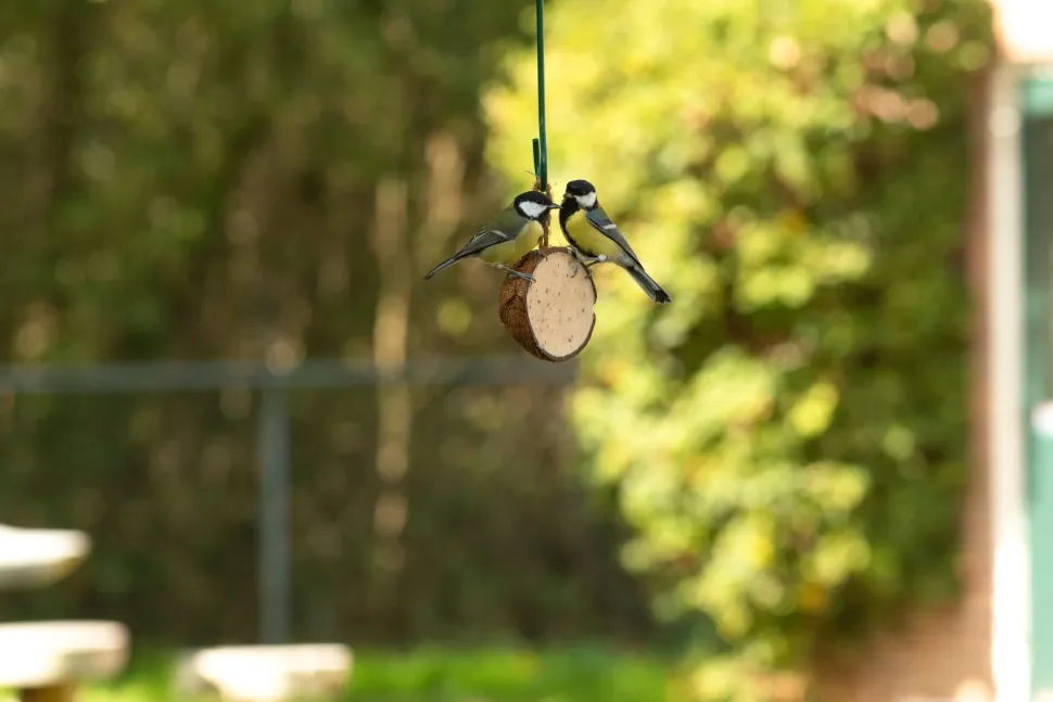 CJ Wildlife Kokosnød med fedt og insekter