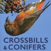 Crossbills and Conifers | Bog