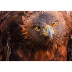 DOF BirdLife Golden Eagle 35-70x100mm | teleskop