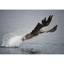 DOF BirdLife White-Tailed Eagle 25-50x82mm | teleskop