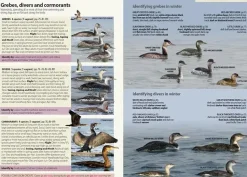 Europe’s Birds | Bog